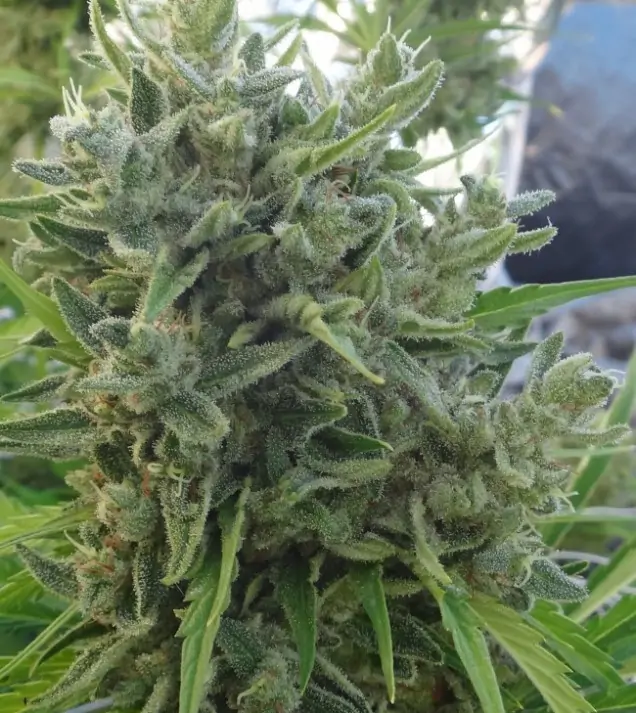 Killer A5 Haze WYPRZEDAŻ