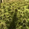 Auto Amnesia 47 WYPRZEDAŻ