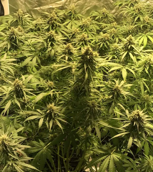 Auto Amnesia 47 WYPRZEDAŻ