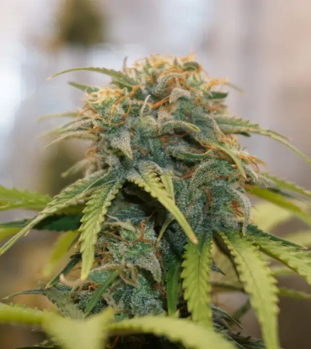 Auto Amnesia 47 WYPRZEDAŻ