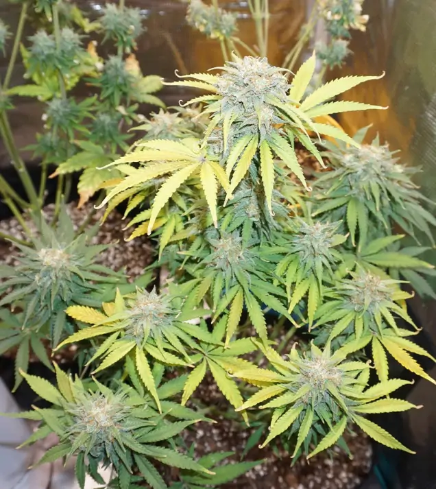 Auto Amnesia 47 WYPRZEDAŻ
