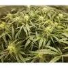 Auto Amnesia 47 WYPRZEDAŻ
