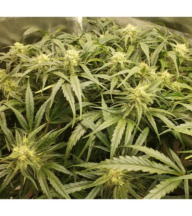 Auto Amnesia 47 WYPRZEDAŻ