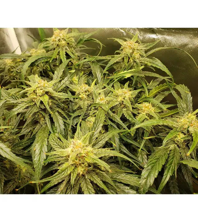Auto Amnesia 47 WYPRZEDAŻ