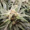 Auto Amnesia 47 WYPRZEDAŻ