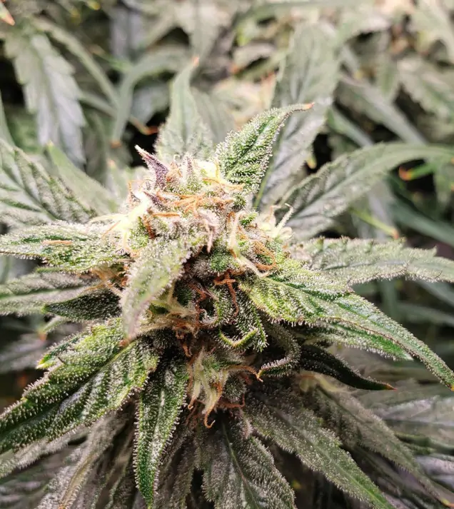 Auto Amnesia 47 WYPRZEDAŻ