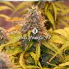 Auto Amnesia 47 WYPRZEDAŻ