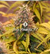Auto Amnesia 47 WYPRZEDAŻ