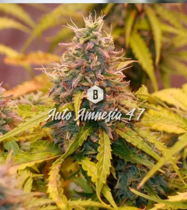 Auto Amnesia 47 WYPRZEDAŻ