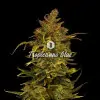 Tropicanna Glue WYPRZEDAŻ