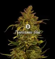 Tropicanna Glue WYPRZEDAŻ