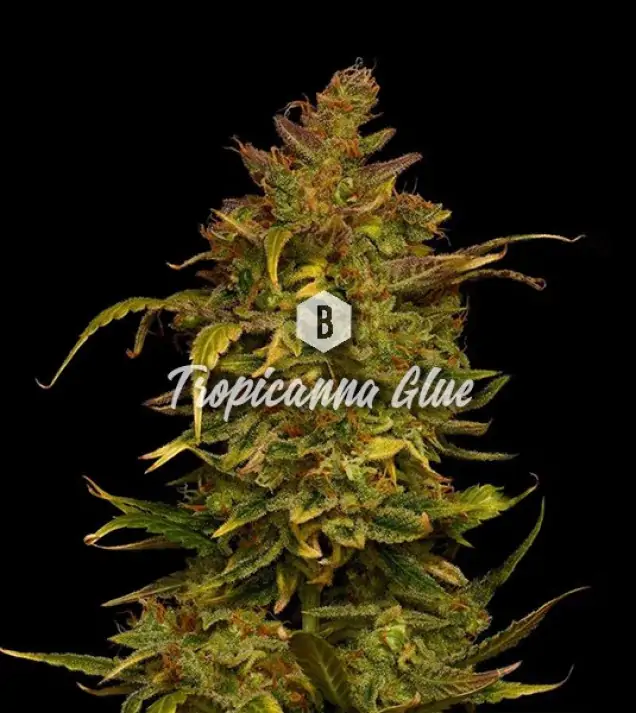 Tropicanna Glue WYPRZEDAŻ