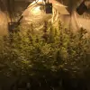 Tropicanna Glue WYPRZEDAŻ