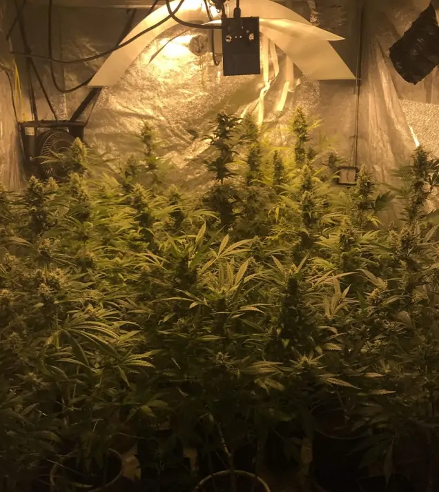 Tropicanna Glue WYPRZEDAŻ
