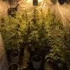 Tropicanna Glue WYPRZEDAŻ
