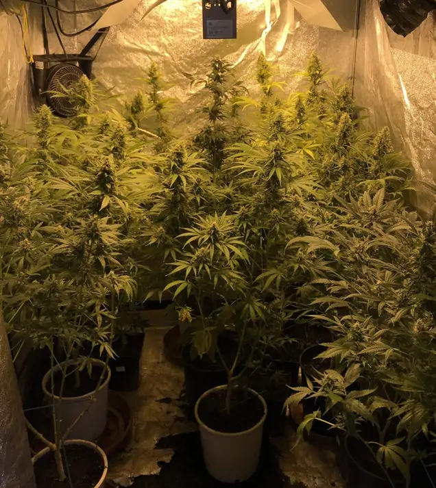 Tropicanna Glue WYPRZEDAŻ