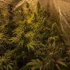 Tropicanna Glue WYPRZEDAŻ