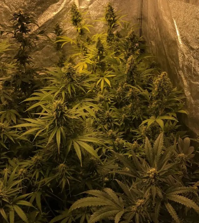Tropicanna Glue WYPRZEDAŻ