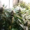 Tropicanna Glue WYPRZEDAŻ