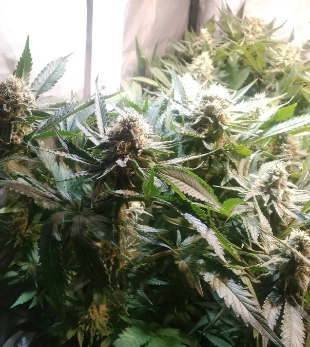 Tropicanna Glue WYPRZEDAŻ