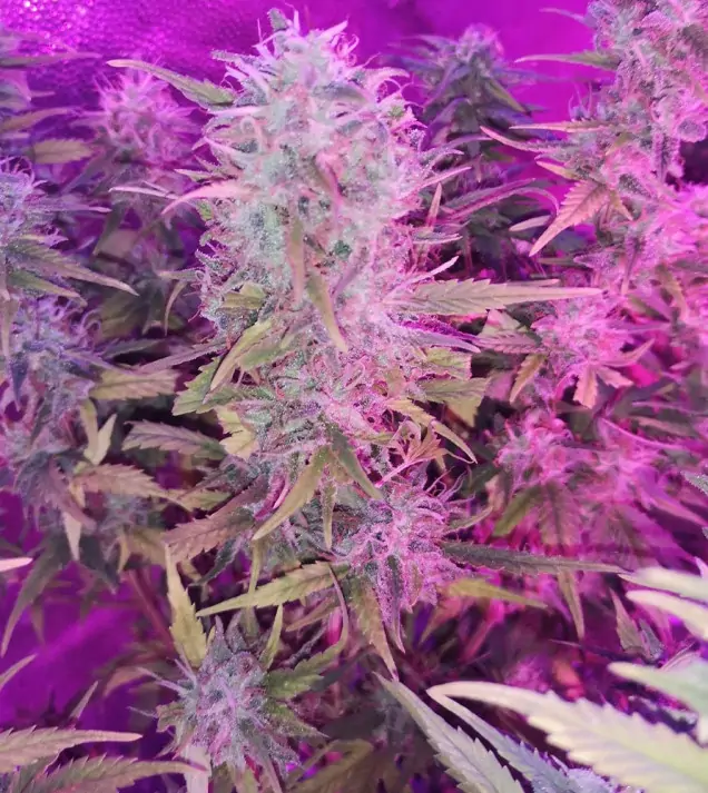 Tropicanna Glue WYPRZEDAŻ