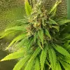 Tropicanna Glue WYPRZEDAŻ