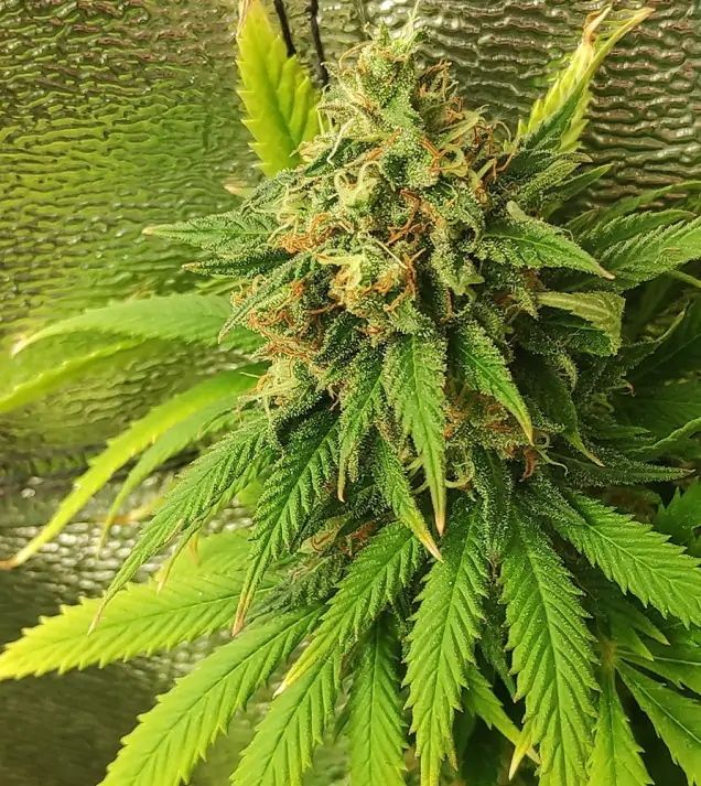 Tropicanna Glue WYPRZEDAŻ