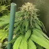 Tropicanna Glue WYPRZEDAŻ