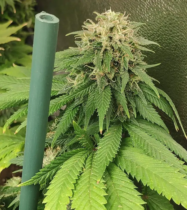 Tropicanna Glue WYPRZEDAŻ