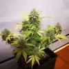 Tropicanna Glue WYPRZEDAŻ