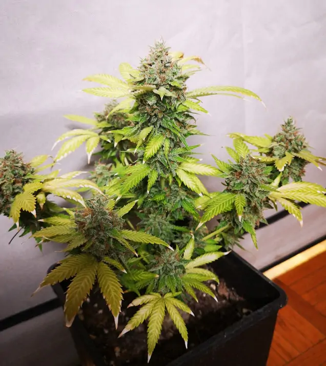 Tropicanna Glue WYPRZEDAŻ