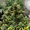 Auto Critical XL WYPRZEDAŻ