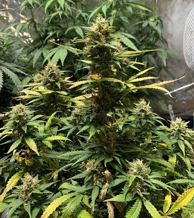 Auto Critical XL WYPRZEDAŻ