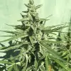 Auto Critical XL WYPRZEDAŻ