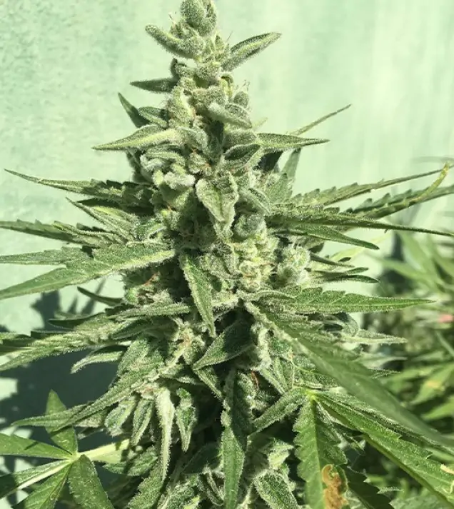 Auto Critical XL WYPRZEDAŻ