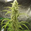 Auto Critical XL WYPRZEDAŻ