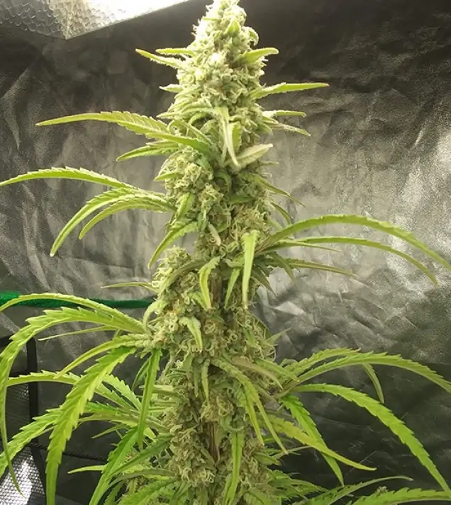 Auto Critical XL WYPRZEDAŻ