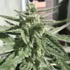 Auto Critical XL WYPRZEDAŻ