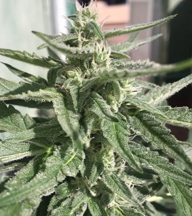 Auto Critical XL WYPRZEDAŻ