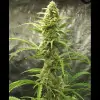 Auto Critical XL WYPRZEDAŻ