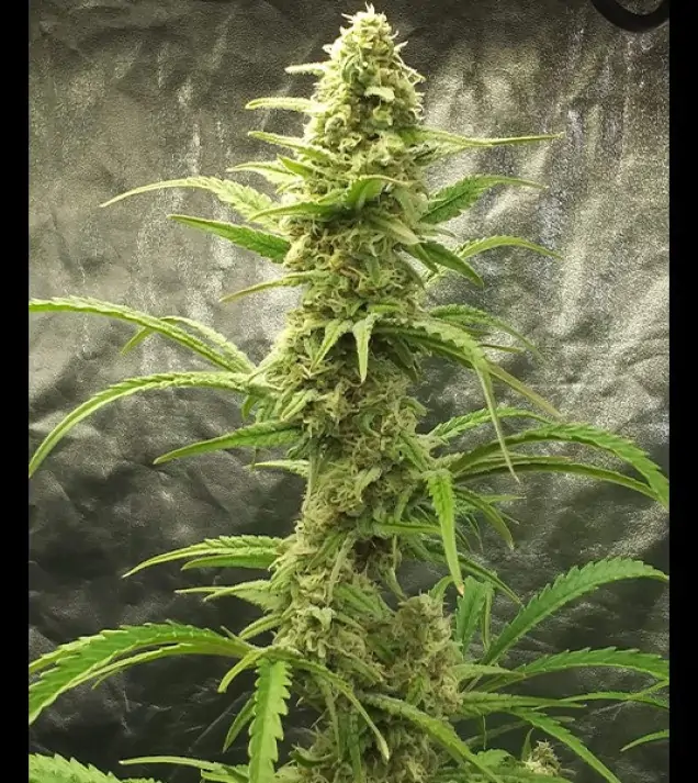 Auto Critical XL WYPRZEDAŻ
