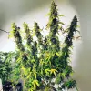 Auto Critical XL WYPRZEDAŻ
