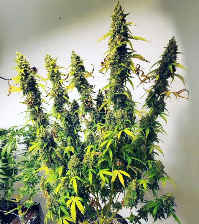 Auto Critical XL WYPRZEDAŻ