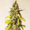 Auto Critical XL WYPRZEDAŻ