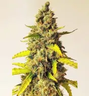 Auto Critical XL WYPRZEDAŻ
