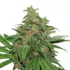 AK420 Auto WYPRZEDAŻ