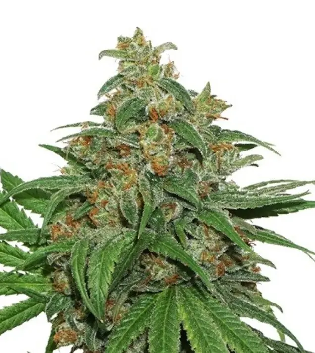 AK420 Auto WYPRZEDAŻ