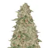 Zkittle WYPRZEDAŻ