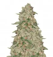 Zkittle WYPRZEDAŻ