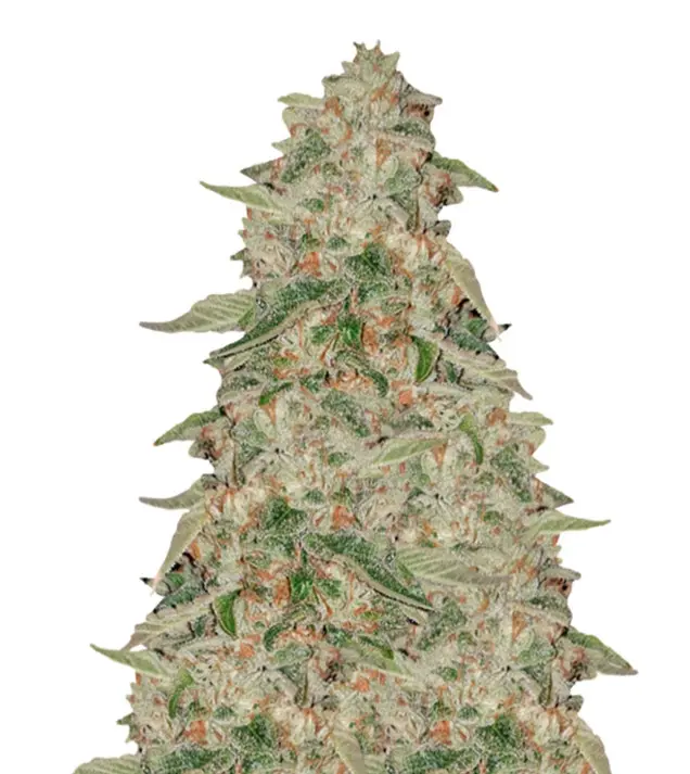 Zkittle WYPRZEDAŻ